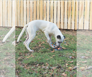 Labrador Retriever-Unknown Mix Dogs for adoption in Munford, TN, USA