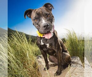 Boxer Dogs for adoption in Sandy, UT, USA