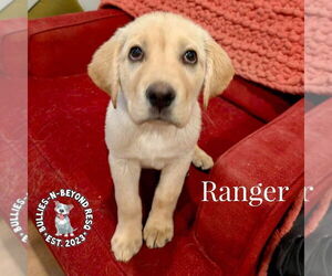 Labrador Retriever-Unknown Mix Dogs for adoption in Omaha, NE, USA