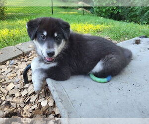 Alaskan Malamute-Unknown Mix Dogs for adoption in Minneapolis, MN, USA