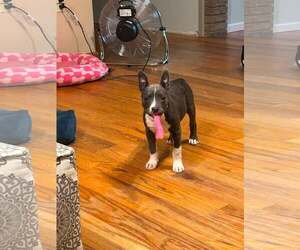 Mutt Dogs for adoption in Greenville, SC, USA