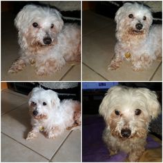 Maltese Dogs for adoption in Gretna, FL, USA