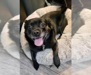 Chug Dogs for adoption in Batavia, OH, USA
