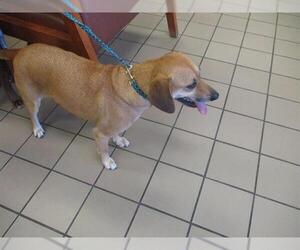 Black Mouth Cur-Unknown Mix Dogs for adoption in Ocala, FL, USA