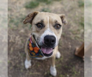 American Staffordshire Terrier-Unknown Mix Dogs for adoption in San Antonio, TX, USA