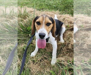 Beagle Dogs for adoption in Batavia, NY, USA