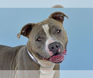 American Pit Bull Terrier Dogs for adoption in Pasadena, CA, USA
