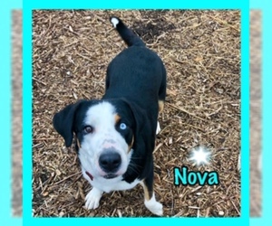Greater Swiss Mountain Dog Dogs for adoption in Jasper, IN, USA