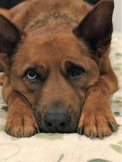 Australian Shepherd-German Shepherd Dog Mix Dogs for adoption in Seattle, WA, USA