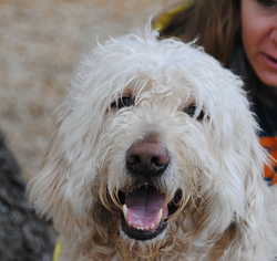 Goldendoodle Dogs for adoption in Philadelphia, PA, USA