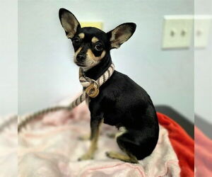 Chihuahua Dogs for adoption in Long Beach, CA, USA