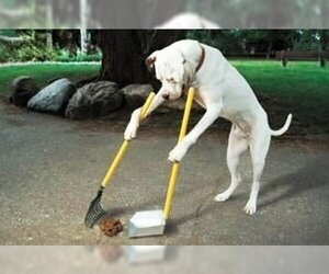 Labrador Retriever Dogs for adoption in Slidell, LA, USA