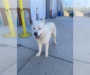 Siberian Husky-Unknown Mix Dogs for adoption in Forestville, MD, USA