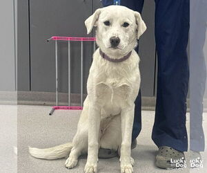 Labrador Retriever-Unknown Mix Dogs for adoption in Washington, DC, USA