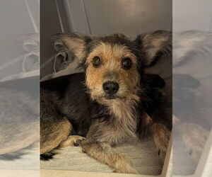 Mutt Dogs for adoption in Bolivar, MO, USA