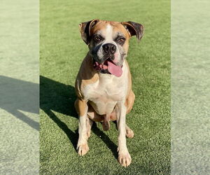 Boxer Dogs for adoption in Austin, TX, USA