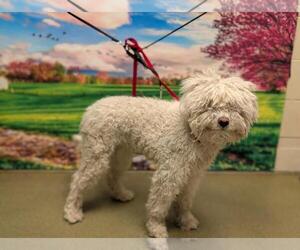 Poodle (Miniature)-Unknown Mix Dogs for adoption in Moreno Valley, CA, USA