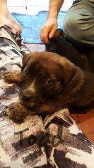 Medium Photo #1 American Pit Bull Terrier-Labrador Retriever Mix Puppy For Sale in Gainesville, VA, USA