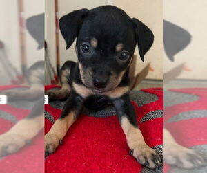 Mutt Dogs for adoption in The Woodlands, TX, USA