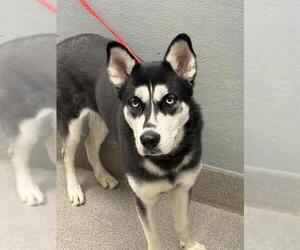 Siberian Husky-Unknown Mix Dogs for adoption in Las Vegas, NV, USA