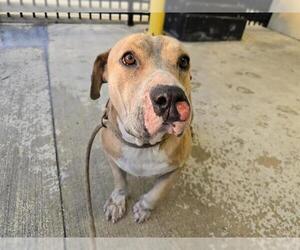 American Staffordshire Terrier Dogs for adoption in Fort Lauderdale, FL, USA