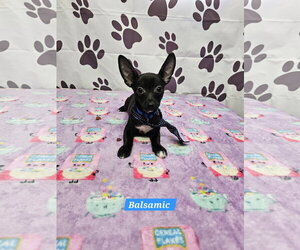 Chiweenie Dogs for adoption in Metairie, LA, USA