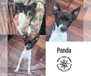 Rat-Cha Dogs for adoption in Princeton, British Columbia, Canada