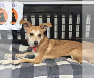 Chihuahua-Unknown Mix Dogs for adoption in Amarillo, TX, USA