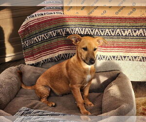 Dachshund-Unknown Mix Dogs for adoption in Marine City, MI, USA