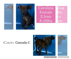 French Bulldog-Whippet Mix Dogs for adoption in Virginia Beach, VA, USA