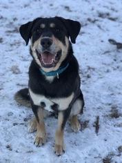 Shepradors Dogs for adoption in Zimmerman, MN, USA
