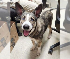 Siberian Husky-Unknown Mix Dogs for adoption in Plano, TX, USA