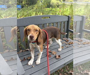 Beagle-Unknown Mix Dogs for adoption in Rockaway, NJ, USA