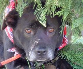 Labrador Retriever-Unknown Mix Dogs for adoption in Tiger, GA, USA