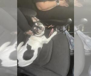 Rat Terrier-Unknown Mix Dogs for adoption in Fort Lauderdale, FL, USA