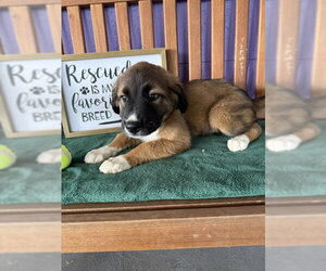 Golden Retriever-Unknown Mix Dogs for adoption in Genesee, WI, USA