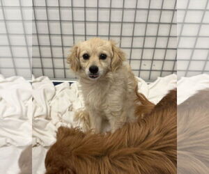 Spaniel-Unknown Mix Dogs for adoption in Chico, CA, USA