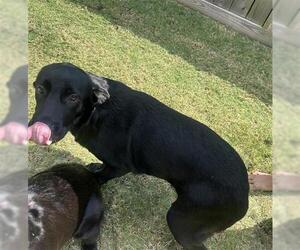 Labrador Retriever-Unknown Mix Dogs for adoption in Houston, TX, USA