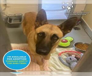 Mutt Dogs for adoption in Santa Cruz, CA, USA