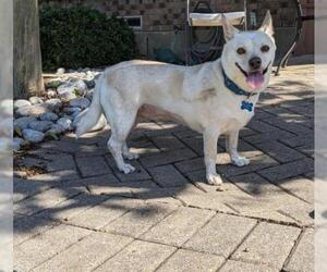 Chi-Corgi Dogs for adoption in Coppell, TX, USA