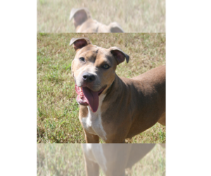 Mutt Dogs for adoption in Abbeville, LA, USA