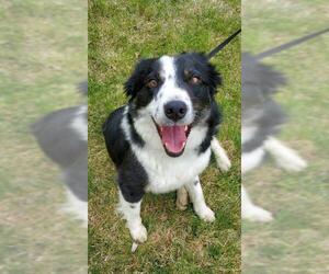 Border Collie Dogs for adoption in Salt Lake City, UT, USA