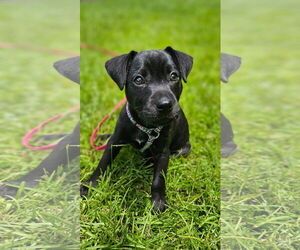 Mutt Dogs for adoption in Mount Pleasant, SC, USA