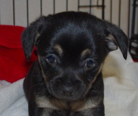 Chihuahua-Unknown Mix Dogs for adoption in Longview, WA, USA