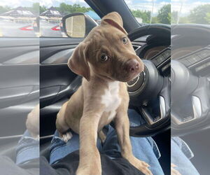 American Pit Bull Terrier-Unknown Mix Dogs for adoption in Derwood, MD, USA