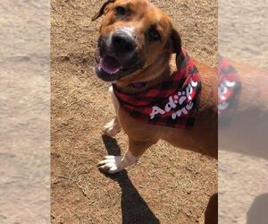 Black Mouth Cur Dogs for adoption in Lawton, OK, USA