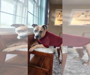 American Pit Bull Terrier-Unknown Mix Dogs for adoption in Seven Valleys, PA, USA