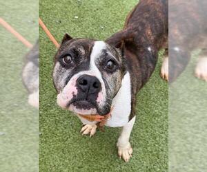 Mutt Dogs for adoption in Fayetteville, NC, USA