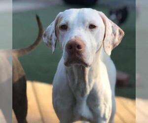 Pointer Dogs for adoption in Evansville, IN, USA