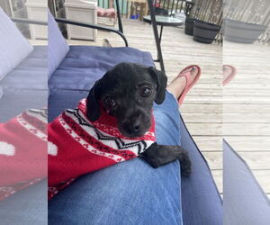Shih Tzu-Unknown Mix Dogs for adoption in Wheaton, IL, USA